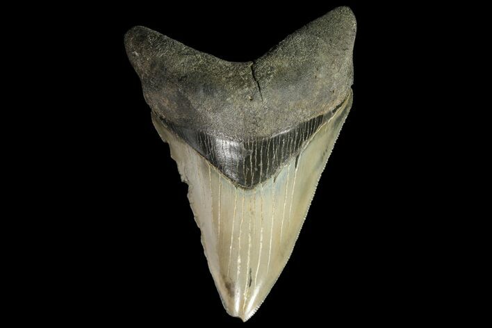 Serrated, Fossil Megalodon Tooth - Georgia #84148